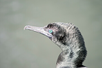 this is a close up of a little black cormorant