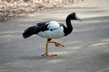 the magpie goose is a black and white water bird