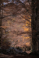 Foliage a Monte Livata - Campo dell'Osso - Subiaco - Roma - Italia