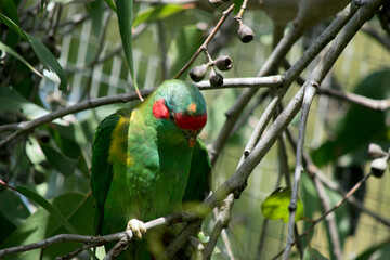 the musk lorikeet is perched on a bush