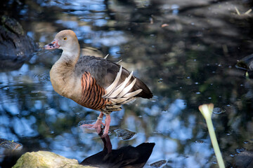 the plumed whistling duck is walking into a pond