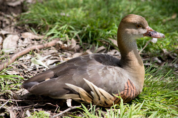 the plumed whistling duck is many shades of brown and tan with a pink bill
