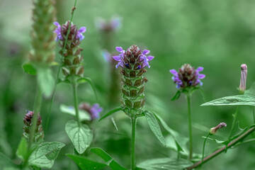 Prunella vulgaris, self-heal, heal-all, woundwort, heart-of-the-earth, carpenter's herb, brownwort and blue curls purple flower growing on the field. Honey and medicinal plants in Europe. drug plants