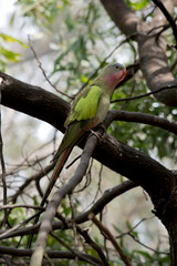 the princess parrot has a light blue head pink cheeks and chin and pink beak a cream belly and green wings