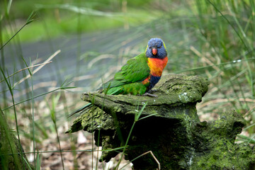 the rainbow lorikeet is perched on a dead log