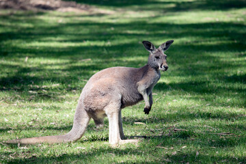 Naklejka na ściany i meble the male red kangaroo is the largest of the marsupials