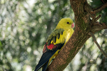this is a female regent parrot