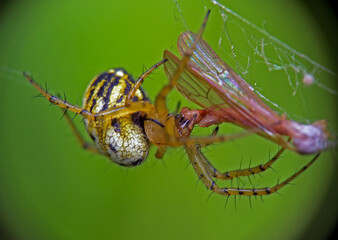 Mangora acalypha eats its prey, Kharkiv, Ukraine