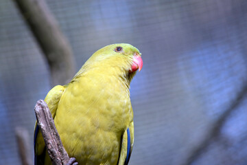 the male regent parrot is light green