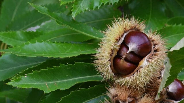 Close up of chestnuts are about to detach from the hedgehog hanging from the tree and then be harvested. Chestnut harvesting period in October. Italy.