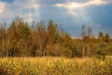 Countryside dutch meadow landscape with grass and trees under blue sky. Typical landscape in the Netherlands