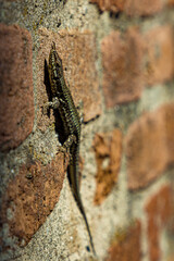 lizard on the stone  in pavia italy