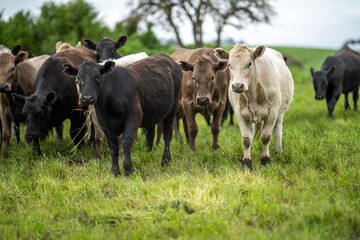 agriculture field in africa,  beef cows in a field. livestock herd grazing on grass on a farm. african cow, cattle meat on a ranch - obrazy, fototapety, plakaty