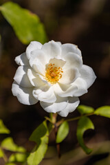 white rose flower  in pavia italy