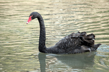 the black swan has a red beak with a white stripe and red eyes, its body is black