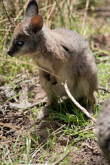 Naklejka na ściany i meble the joey tammar wallaby is mainly grey with tan arms and head