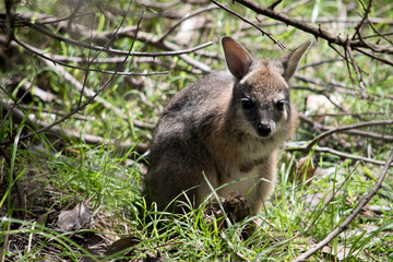 the joey tammar wallaby is mainly grey with tan arms and head