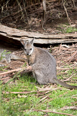 the tammar wallaby is mostly grey with tan paws and a white chest