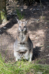 The tammar wallaby is a small grey wallaby with tan arms and white cheek stripes