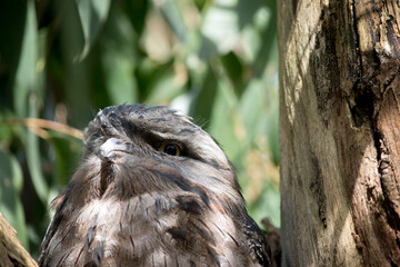 this is a close up of a tawny frogmouth