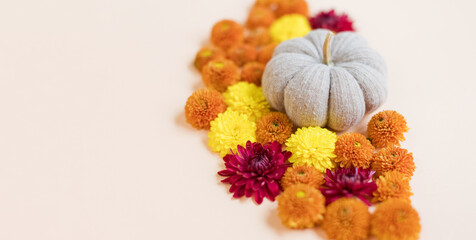 Knit pumpkin and orange chrysanthemums