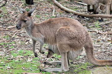 Naklejka na ściany i meble the western grey kangaroo is brown with a white chest