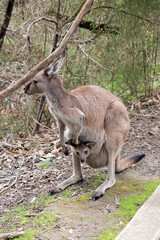 the westen grey kangaroo is mainly brown with a white chest and long tail and black tip