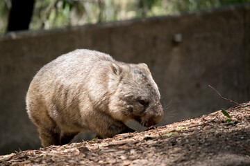the wombat walks on a four legs just like a dog