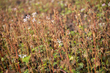 Buckwheat after frost. Frozen leaves and flowers of Buckwheat. Plants after sharp cold snap. Dead parts of plants after frost. destroyed crops, collapse of business. Soft focus