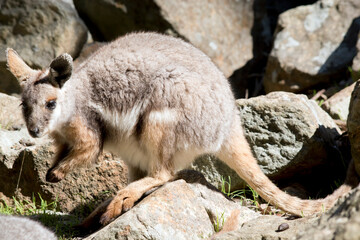this is a side view of an yellow footed rock wallaby