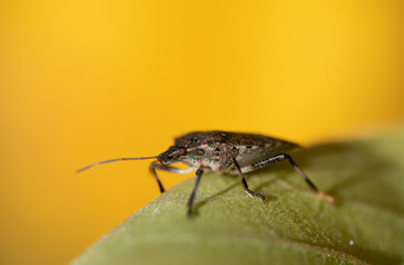 Close-up of a brown leaf bug sitting on a green leaf against a yellow background in nature. The focus is on the compound eyes of the insect.