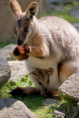 the yellow footed rock wallaby has a joey in her pouch