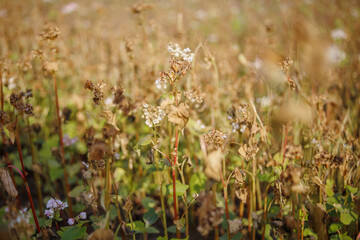 Buckwheat after frost. Frozen leaves and flowers of Buckwheat. Plants after sharp cold snap. Dead parts of plants after frost. destroyed crops, collapse of business. Soft focus