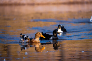 ducks on the lake