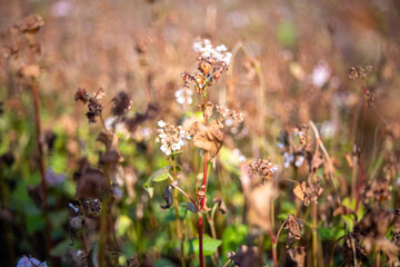 Buckwheat after frost. Frozen leaves and flowers of Buckwheat. Plants after sharp cold snap. Dead parts of plants after frost. destroyed crops, collapse of business. Soft focus