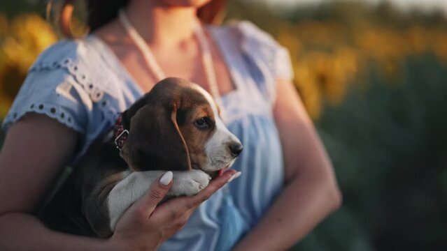Tiny beagle puppy with his owner in beautiful sunflowers field. Woman stroking dog on nature backdrop. Cute lovely pet, new member of family.