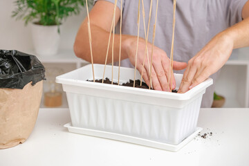 Man temp down the soil around sticks for Trellis peas. Preparation of seedlings in the balcony box....