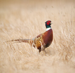 Ring-necked Pheasant in grassland habitat during the autumn hunting season. - the Ring-necked...