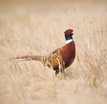 Ring-necked Pheasant in grassland habitat during the autumn hunting season. - the Ring-necked Pheasant is the state bird of South Dakota