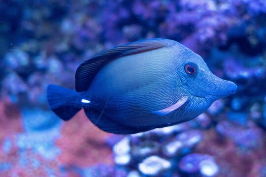 Closeup of blue Zebrasoma scopas fish swimming in the water on a blue background