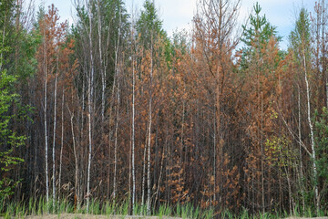 Pine forest after large-scale fire. Landscape of a burnt forest. Dead forest after fires. New green vegetation after a forest fire.