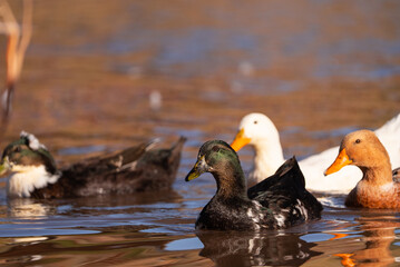 duck and ducklings