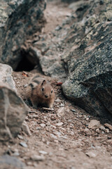 prairie dog on a rock