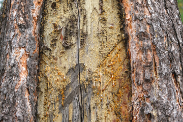 Wood resin coming out of wood. Tree sap coming out of a pine tree. Resin close-up. Extraction of...