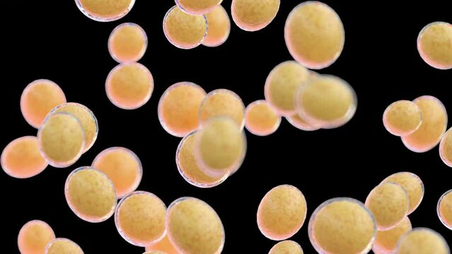 3d rendered medical animation of growing fat cells