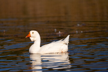 white goose swimming in the lake
