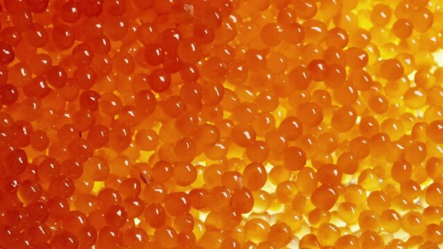 An employee of the plant for the production of red salmon caviar produces quality control. Tweezers are looking for a defective product.