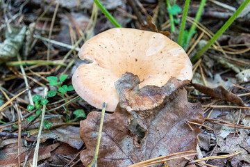 Poison chanterelle mushroom