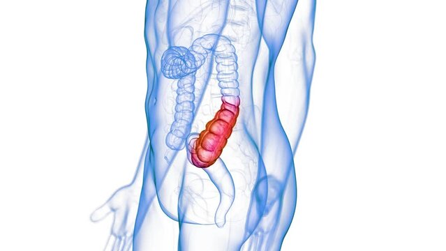 3d rendered medical animation of a constipated colon