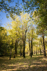 Fototapeta premium Bosque verde amarillo en día cálido y despejado de primavera. Ecología y medioambiente. Sensación de frescura. 